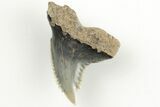 Snaggletooth Shark (Hemipristis) Tooth - Aurora, NC #203588-1